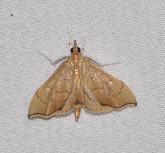 Sericoplaga externalis