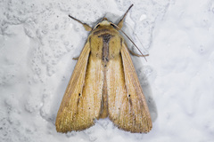 Leucania oaxacana