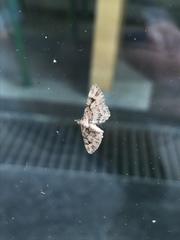 Gymnoscelis rufifasciata