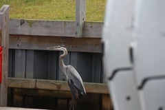 Ardea herodias