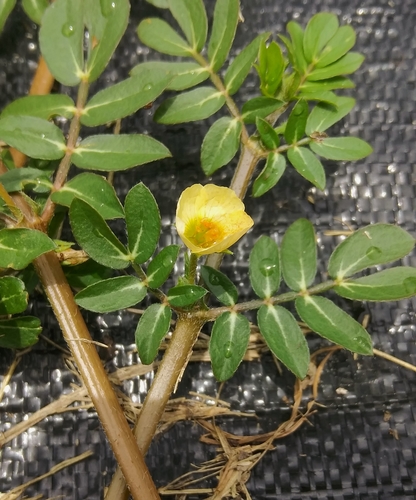 Big caltrop (Kallstroemia maxima)
