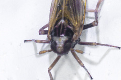 Cixioidea