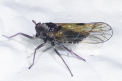 Cixioidea