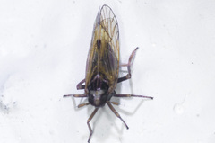 Cixioidea