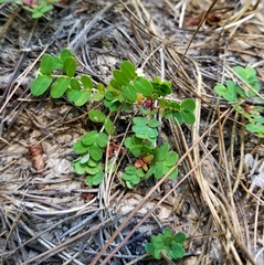 Euphorbia cordifolia