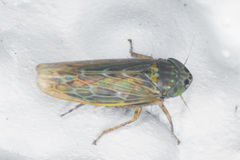 Deltocephalini