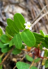 Euphorbia cordifolia