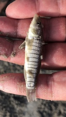 Fundulus similis