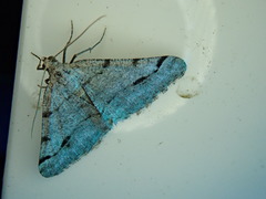 Digrammia denticulata