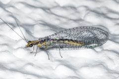 Eremochrysa punctinervis