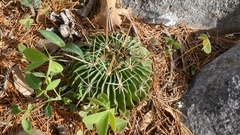 Echinofossulocactus lamellosus
