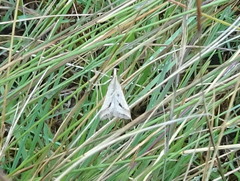 Diasemia monostigma