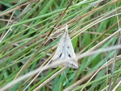 Diasemia monostigma
