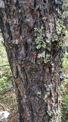Dendroctonus