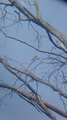 Myiodynastes luteiventris