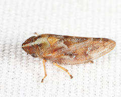 Aphrophora saratogensis