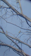 Myiodynastes luteiventris