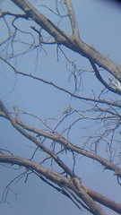 Myiodynastes luteiventris