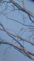 Myiodynastes luteiventris