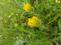 Castilleja levisecta