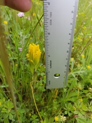 Castilleja levisecta