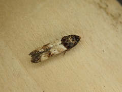Walshia miscecolorella