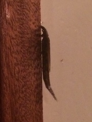 Lymexylidae