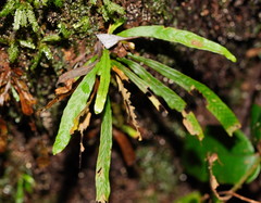 Notogrammitis billardierei