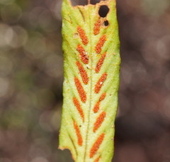 Notogrammitis billardierei