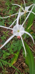 Hymenocallis occidentalis