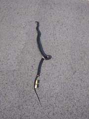 Coluber constrictor