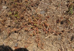 Trifolium cernuum