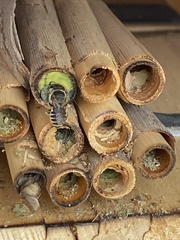 Megachile