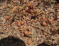 Trifolium cernuum