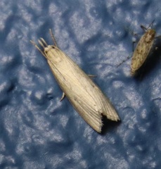 Diatraea evanescens