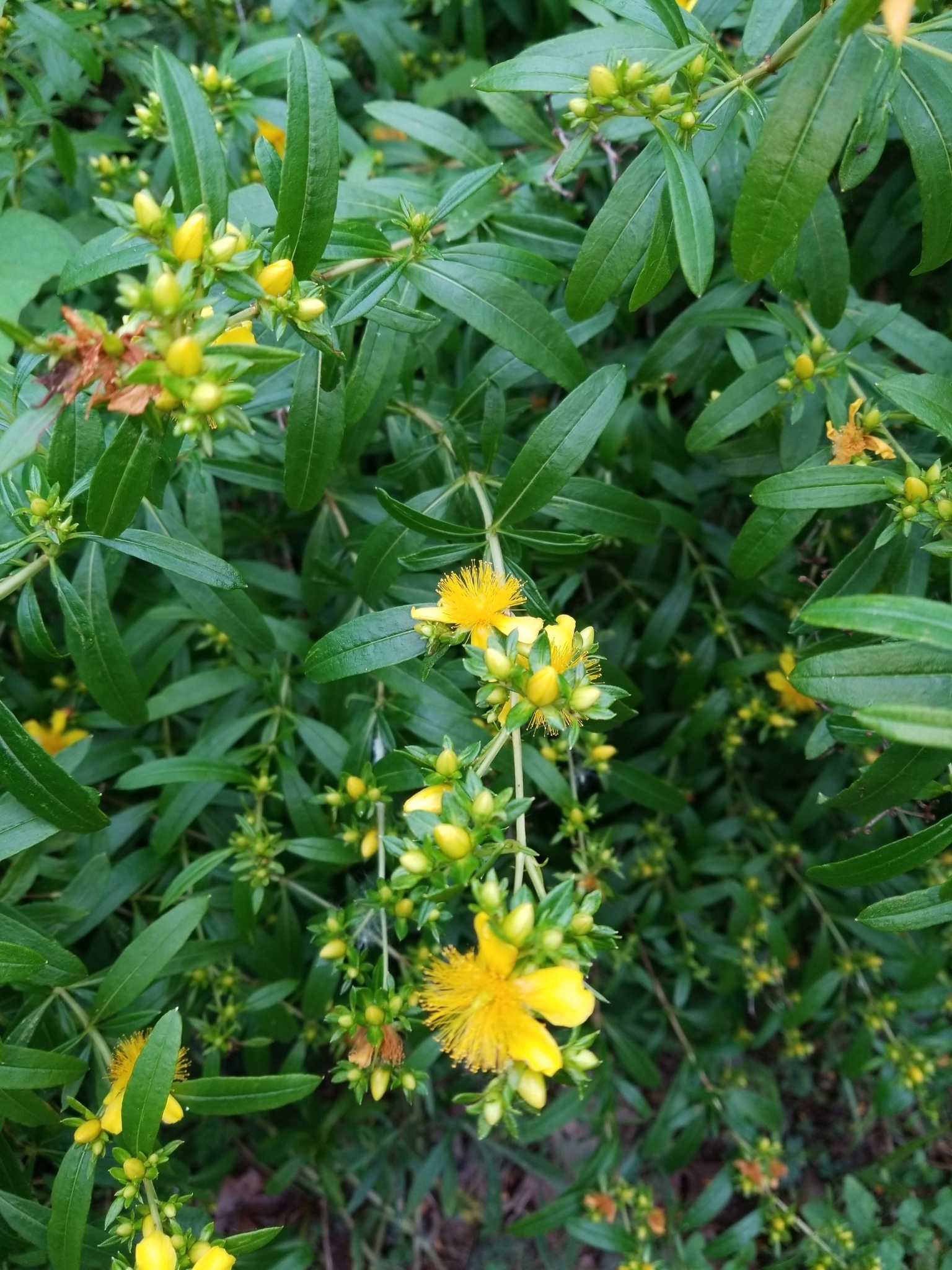 Hypericum prolificum