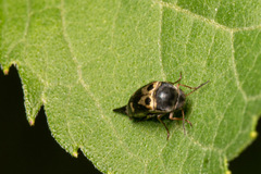 Glipa oculata