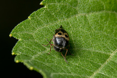 Glipa oculata