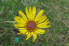 Grindelia pulchella