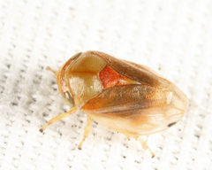 Clastoptera testacea