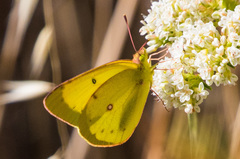 Colias harfordii