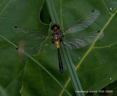 Leucorrhinia proxima
