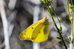 Colias harfordii