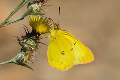 Colias harfordii