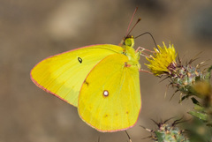 Colias harfordii