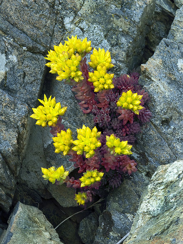 Lanceleaf Stonecrop