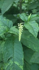 Phytolacca americana