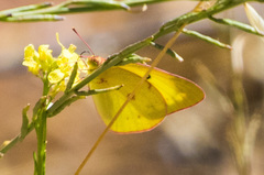 Colias harfordii