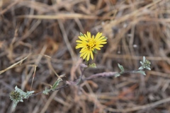Lessingia germanorum