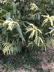 Wattle (Acacia leiocalyx)